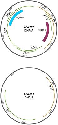 Cassava begomovirus species diversity changes during plant vegetative cycles